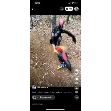Gà thú bông 3D tập lực cho gà đá - GÀ TẬP LỰC 6 🐓
