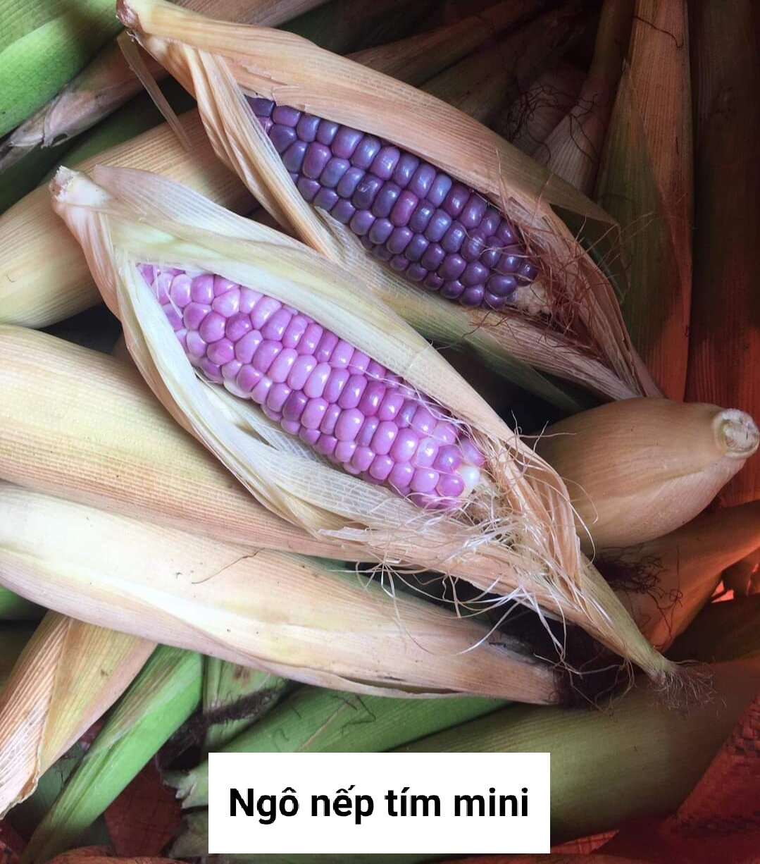 Hạt giống ngô, bắp nếp tím túi 100g (100-150 hạt)