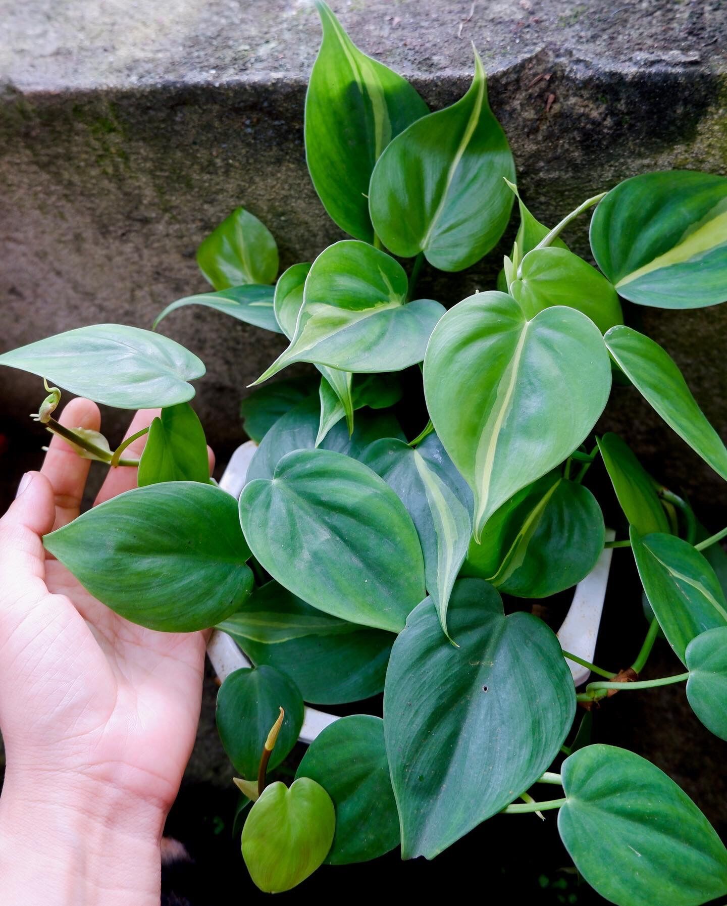 Cây Trầu bà Brazil