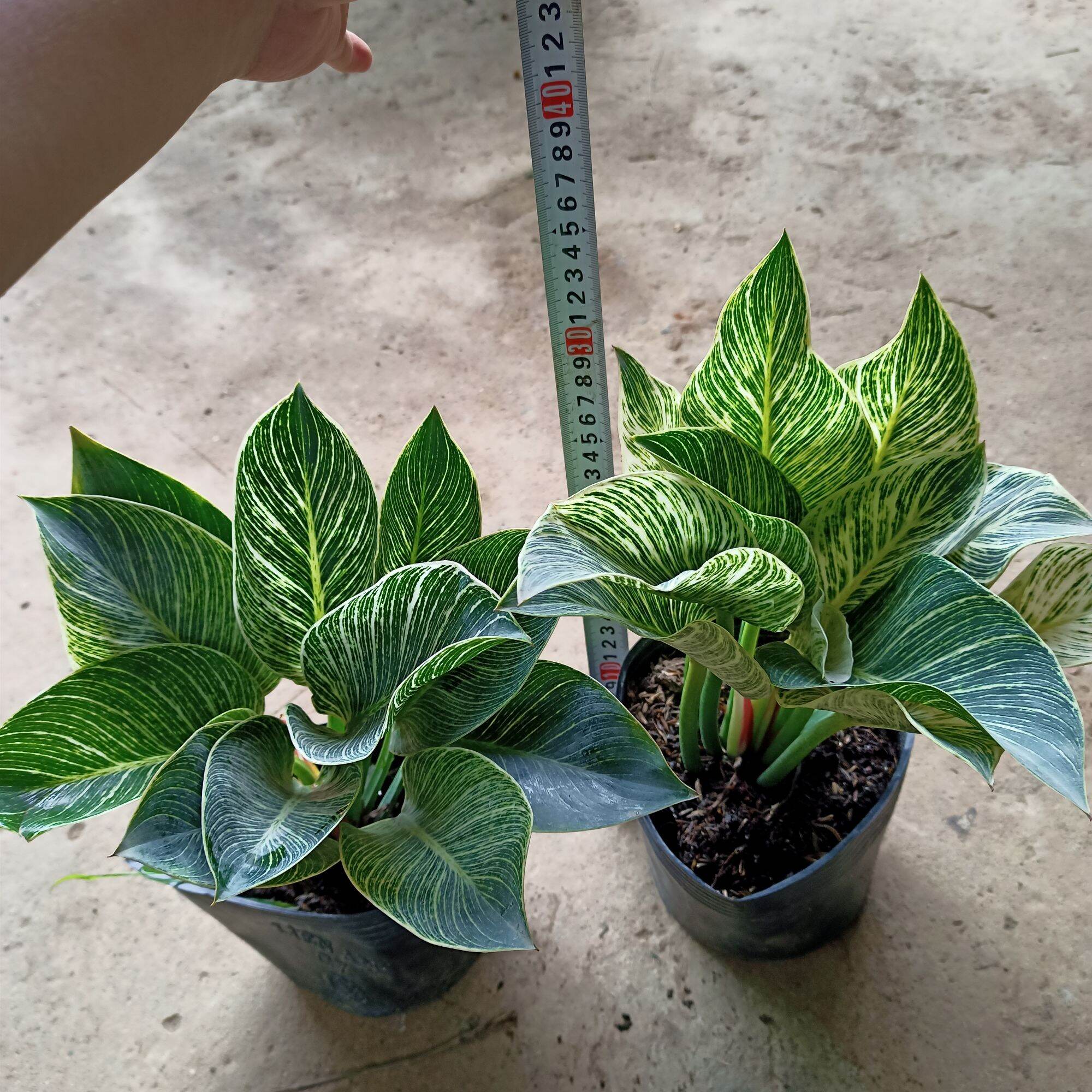 Chậu cây đế vương kim cương