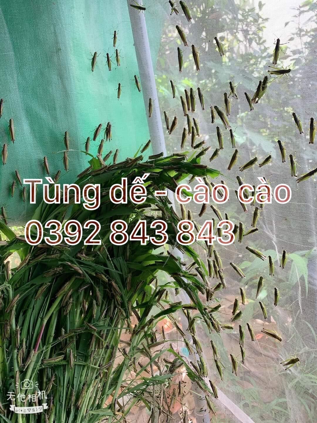 lồng nuôi cào cào