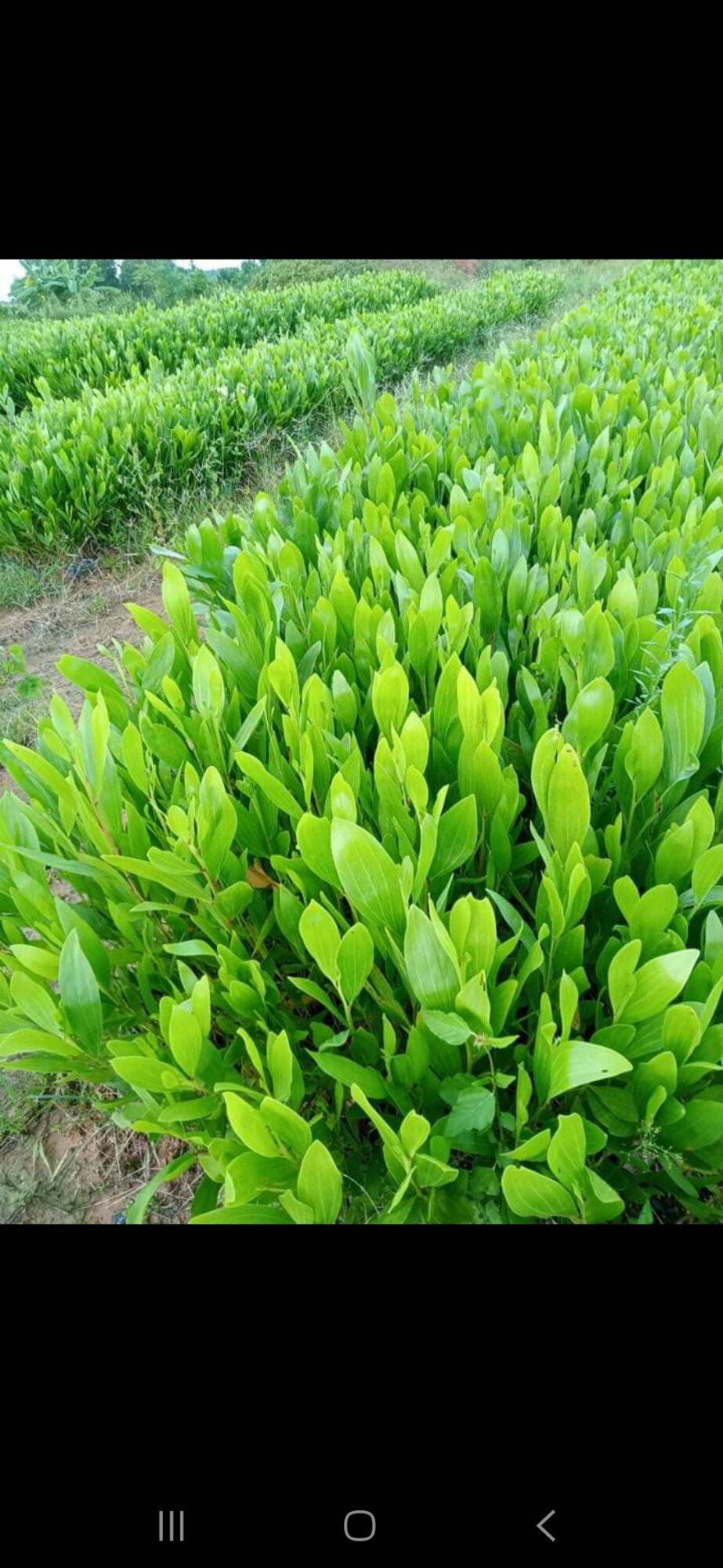 250 gram hạt giống keo tai tượng ( ban mê xanh tặng kèm phân )