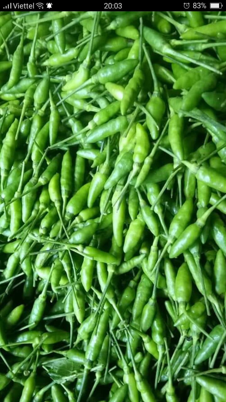 Ớt thóc sóc muối (bình 1kg giá 200.000)