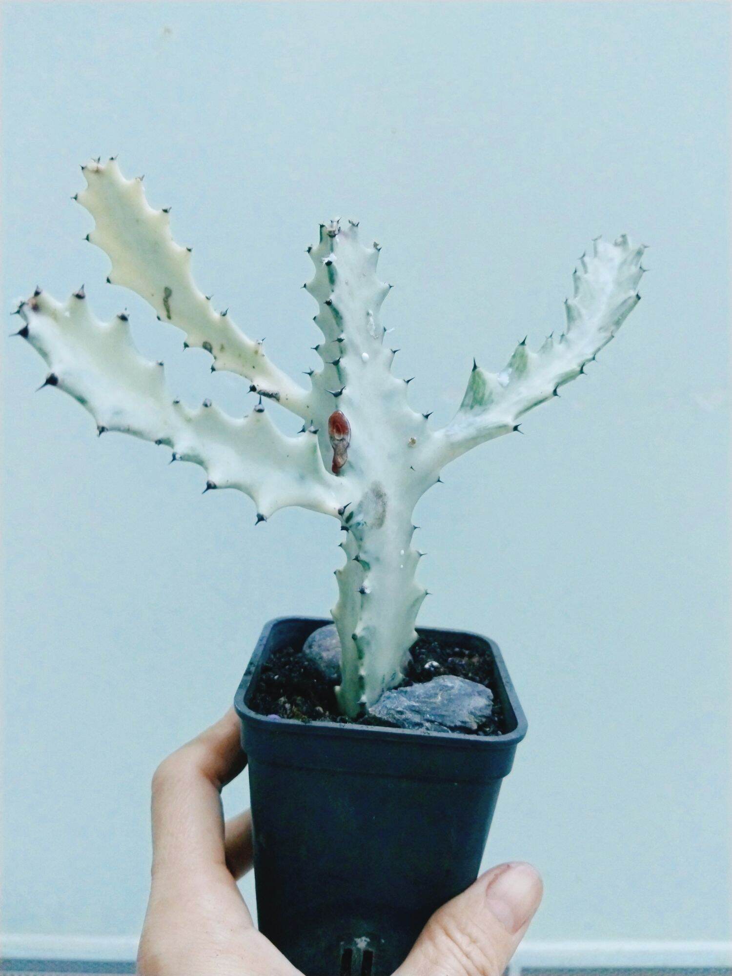 Xương rồng euphoria var trắng