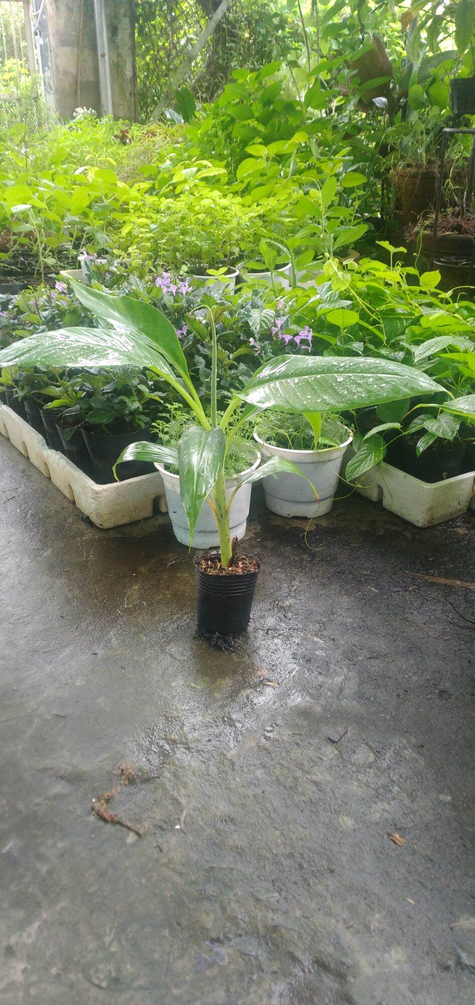 Chuối già Laba (cây giống thuần xứ nóng)