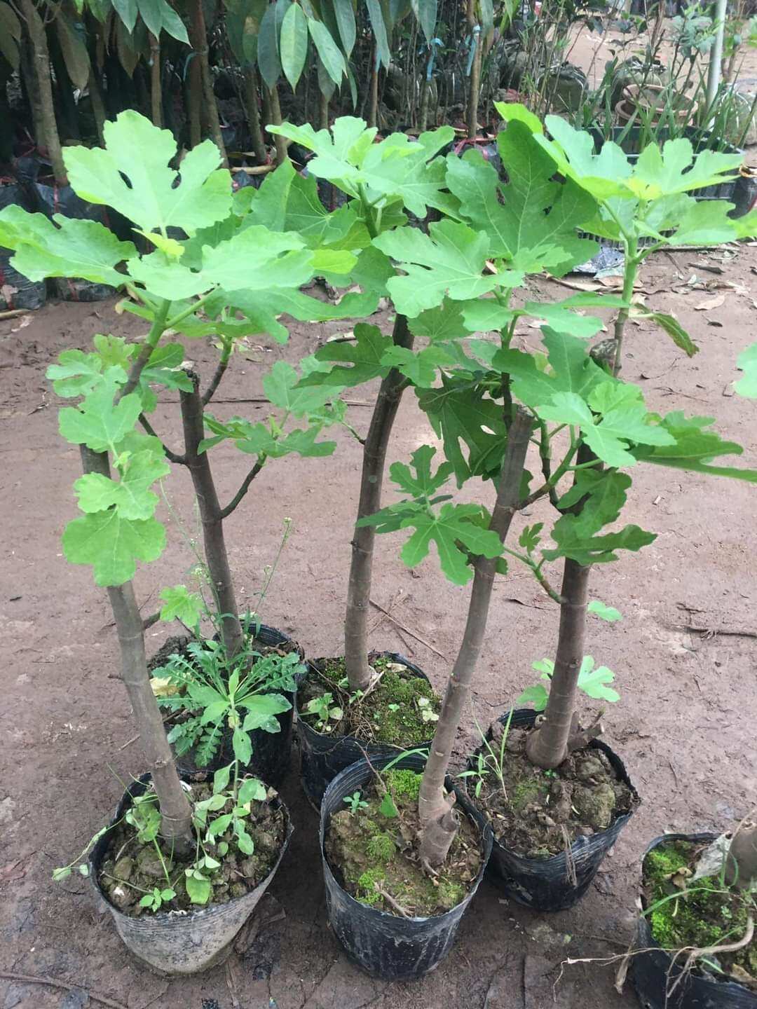 Cây sung mỹ giống hàng chuẩn . 0975449688