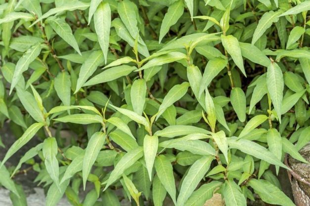 Bầu cây giống rau răm