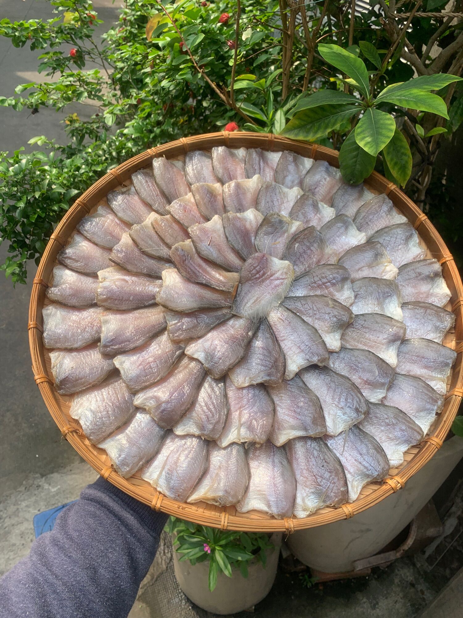 Khô sặc bướm vị vừa ăn không mặn