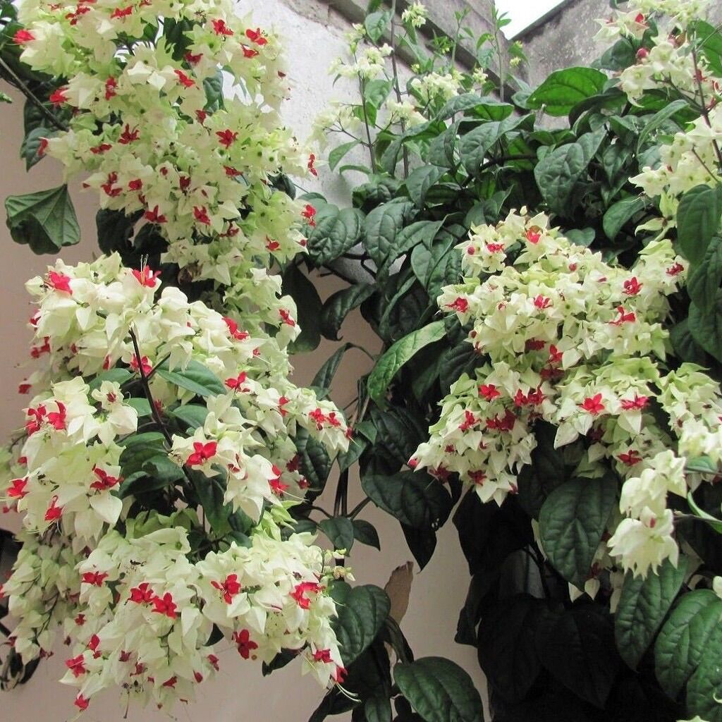 Cây hoa Ngọc nữ trắng