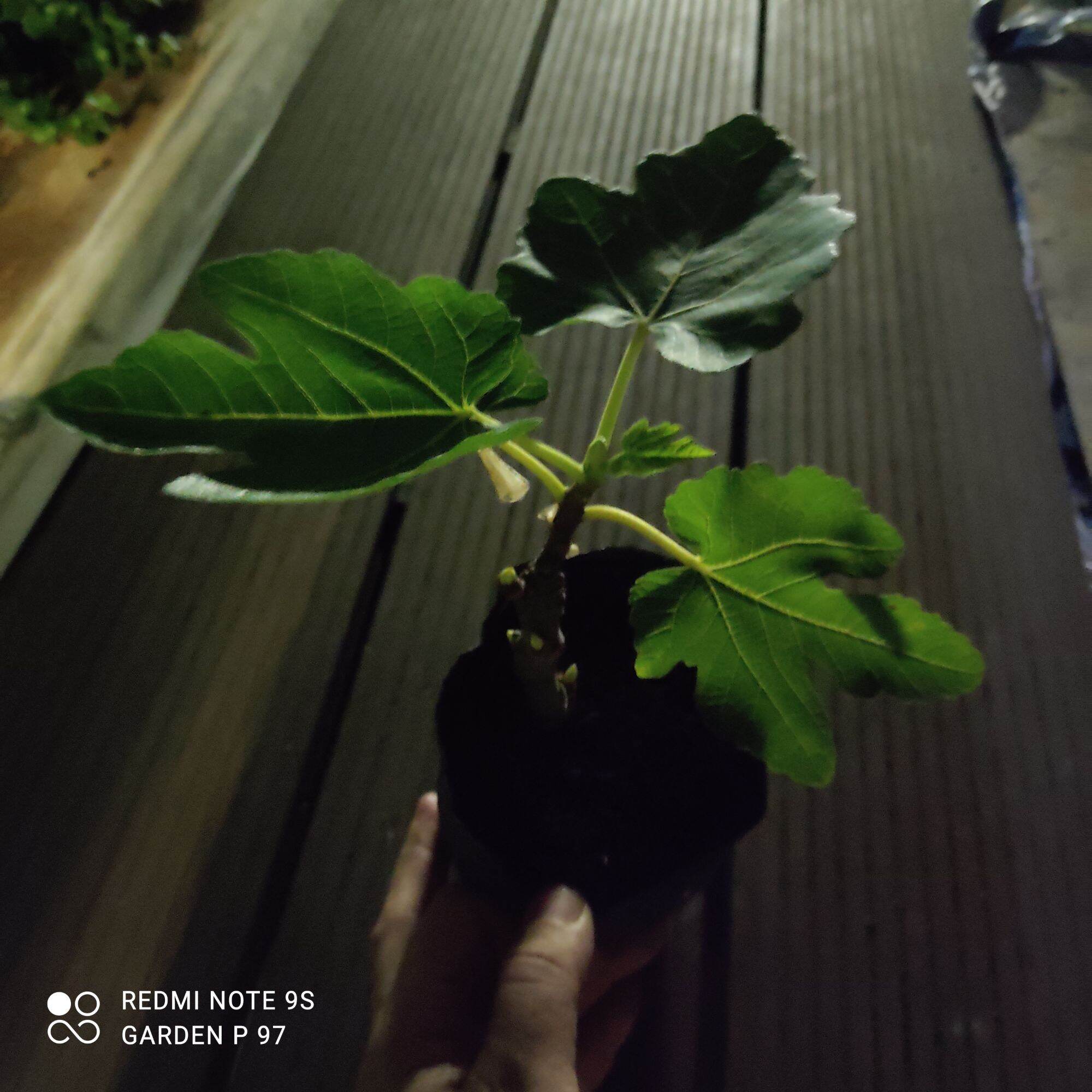 Cây giống sung mỹ, cây chịu nắng tốt