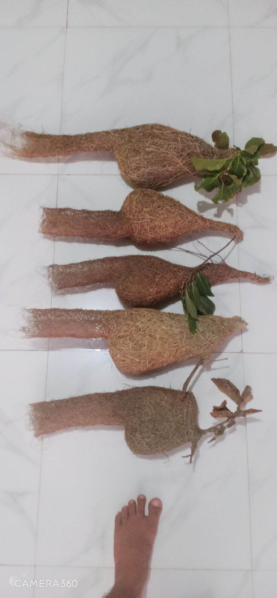 tổ chim dòng dọc