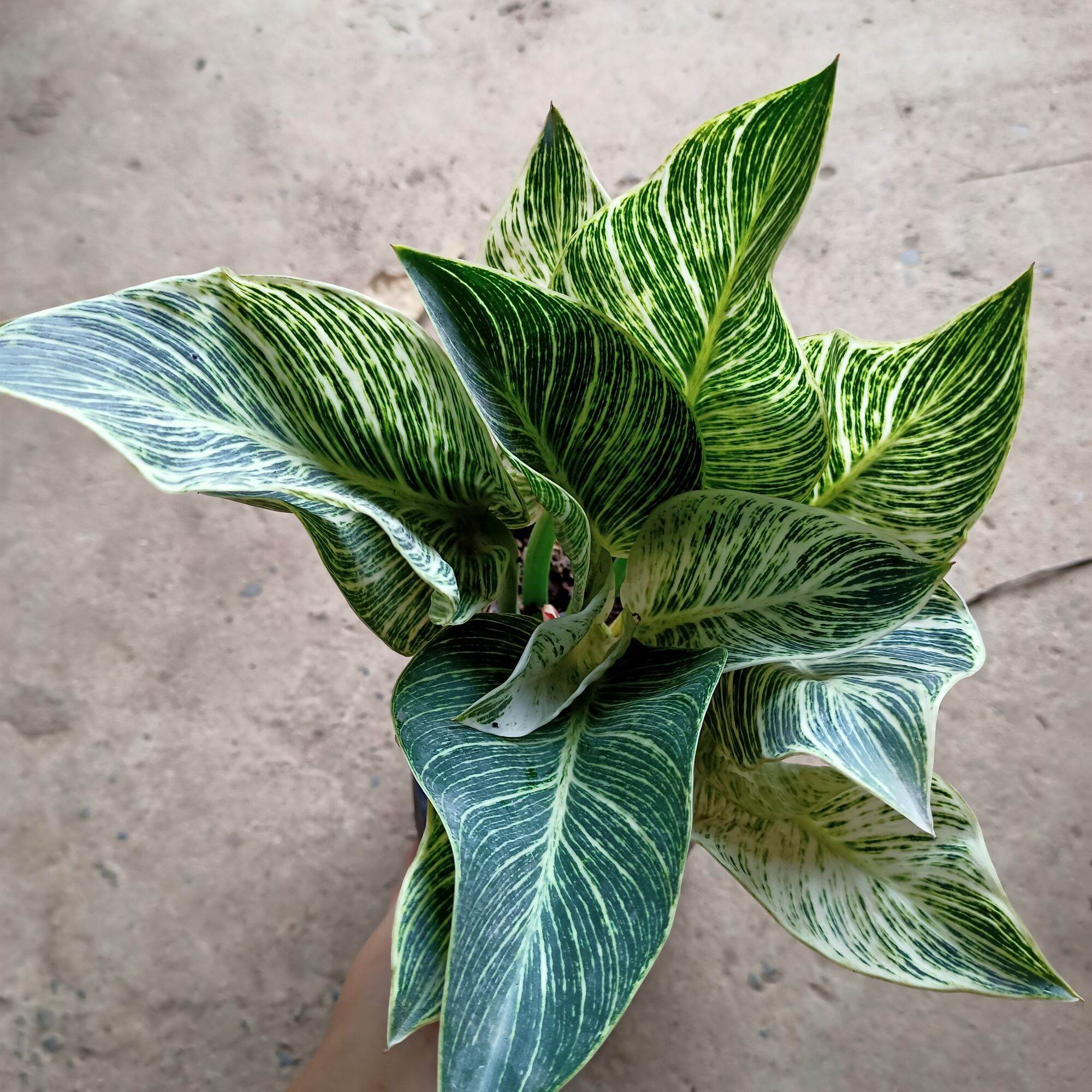 Chậu cây đế vương kim cương