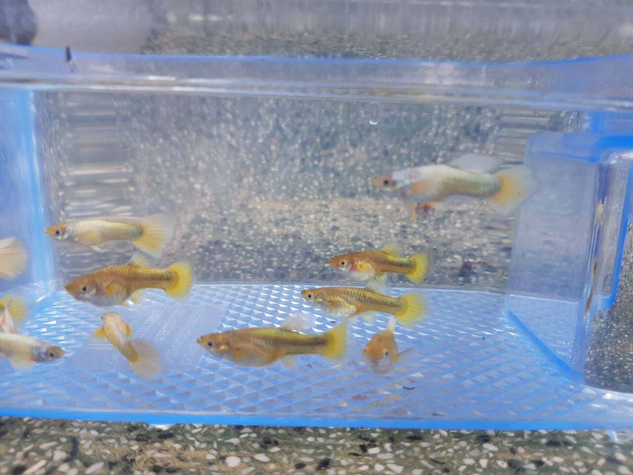 cá bảy màu full gold thịt đen