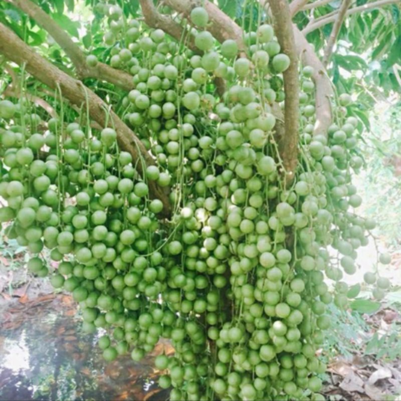 Cây giống dâu da xanh