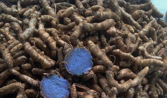 nghệ đen nhà trồng 1kg