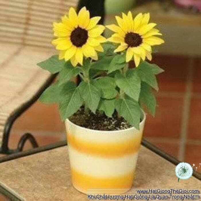 Hạt giống hoa hướng dương