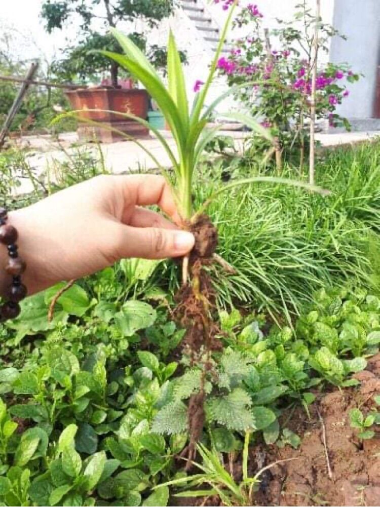 Cây lá dứa giống 10 cây