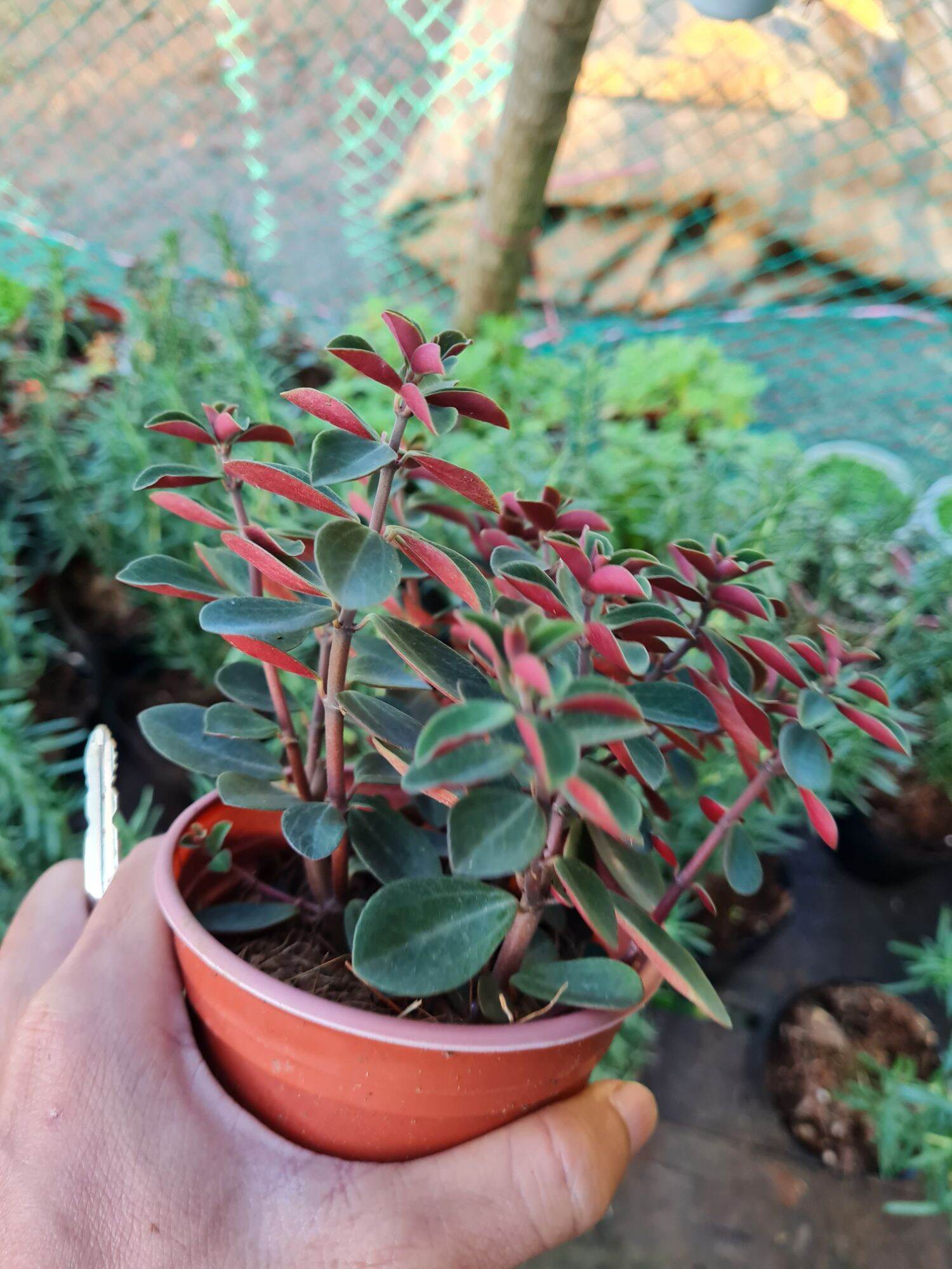 Sen đá đậu xanh đậu đỏ - size trung