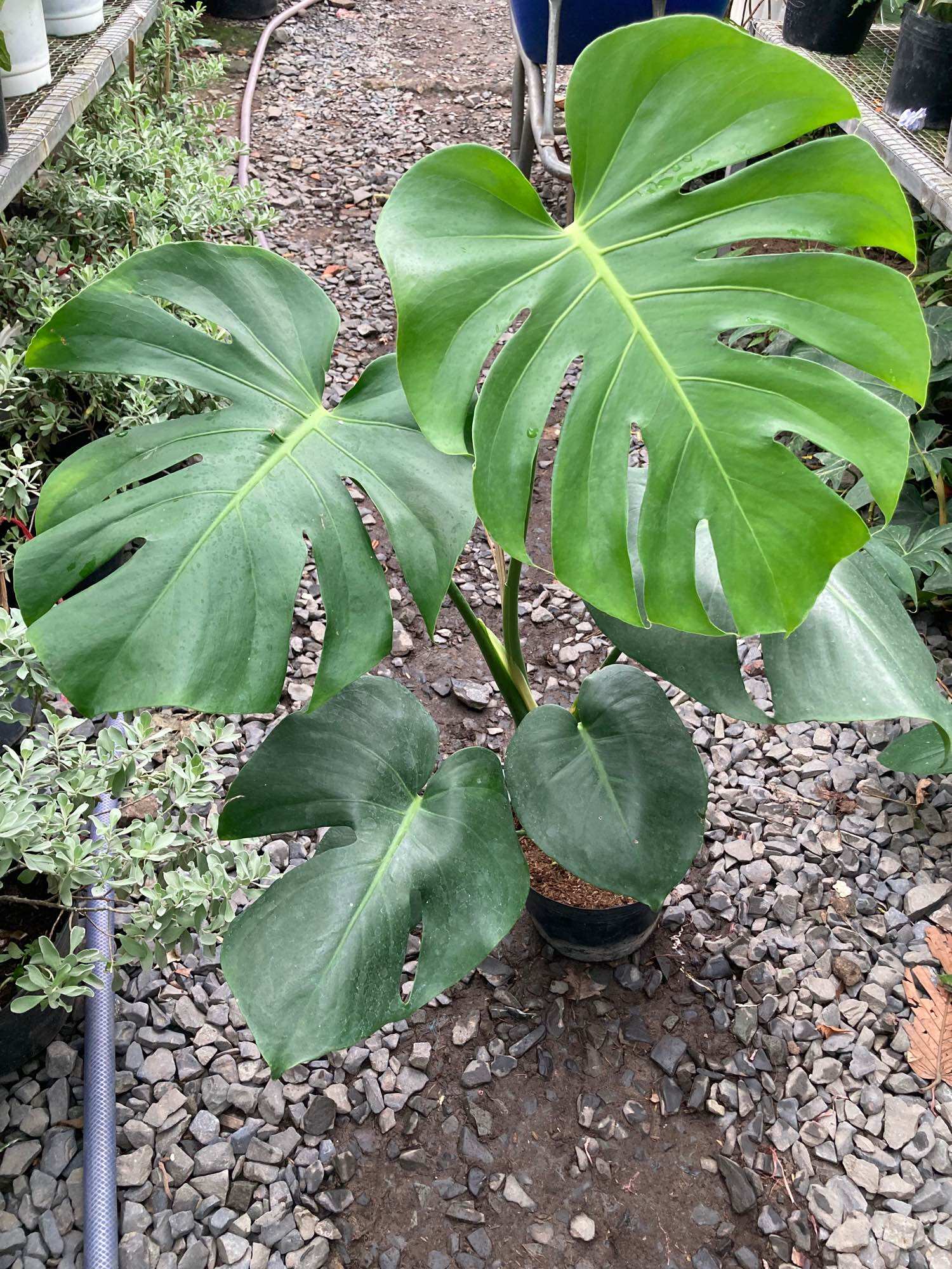 Trầu bà lá xẻ- trầu bà Nam Mỹ -Monstera