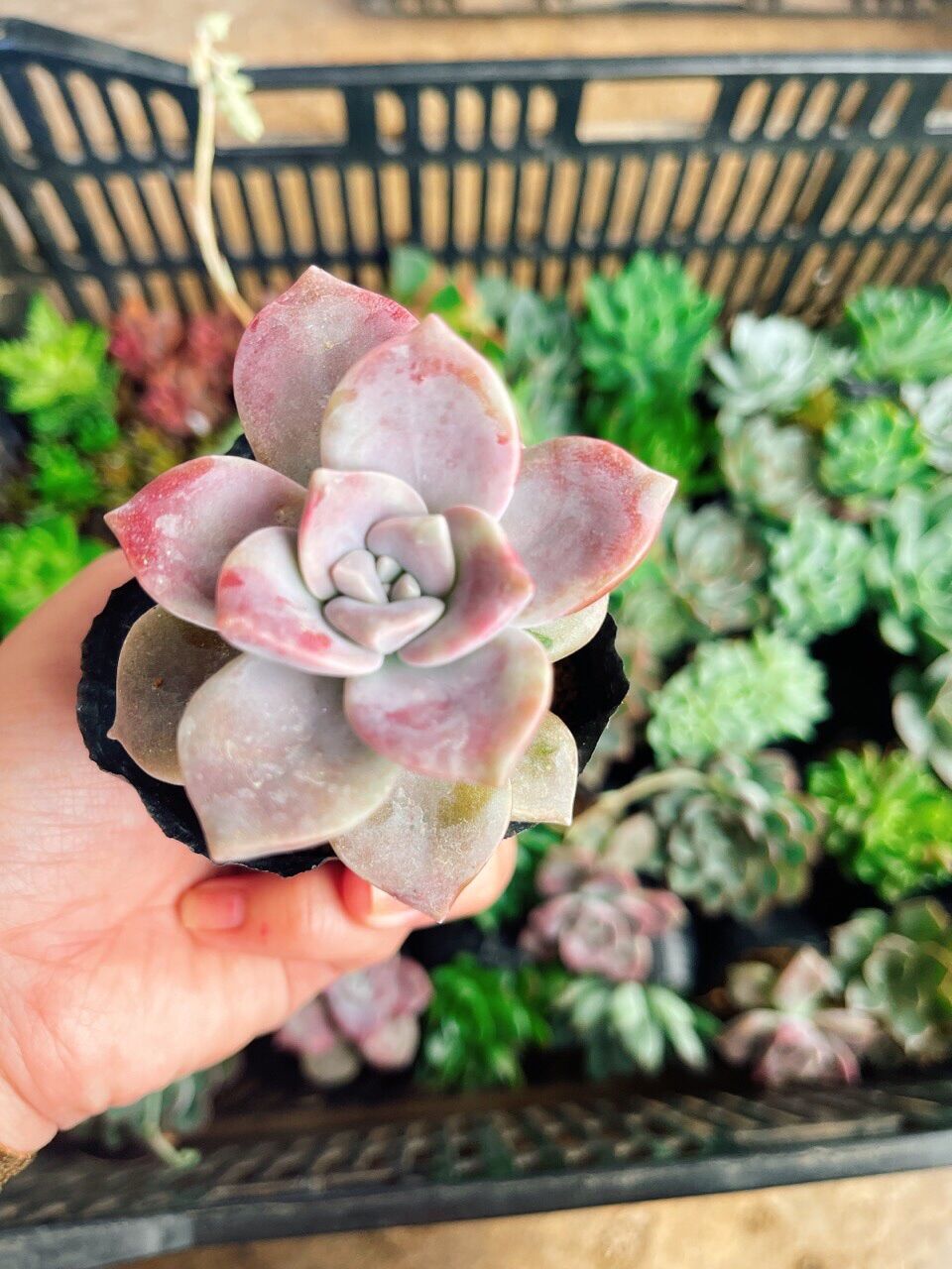 Sen đá hồng mập cute size bầu