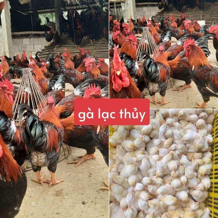 10 trứng gà lạc thủy ấp nở. bao ấp nở cho khách