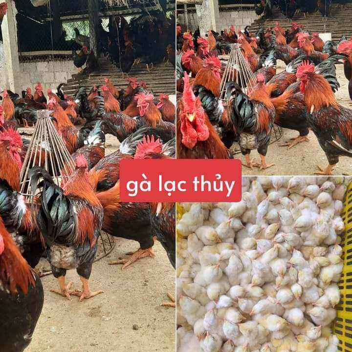 10 TRỨNG GÀ LẠC THỦY ẤP NỞ. BAO ẤP NỞ CHO KHÁCH