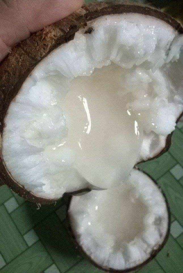 Dừa Sáp Đặc Sản Cầu Kè - Thơm Ngon (Bao đổi nếu không sáp)