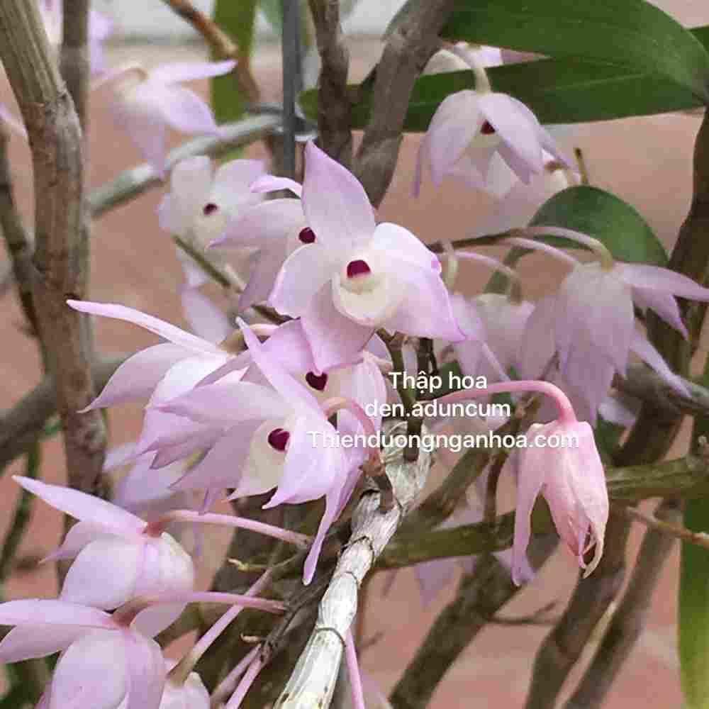 Hoa Lan thập hoa(5 cánh-1 bó 10 thân)