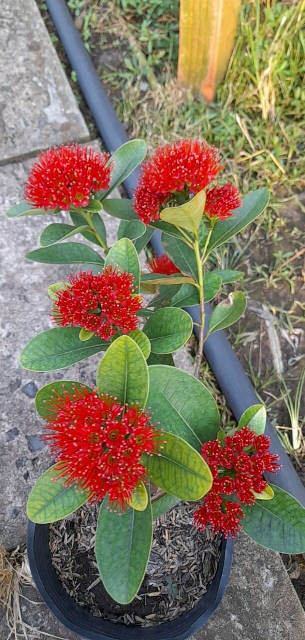 Chậu cây mai thái đỏ chuẩn giống đang hoa như hình