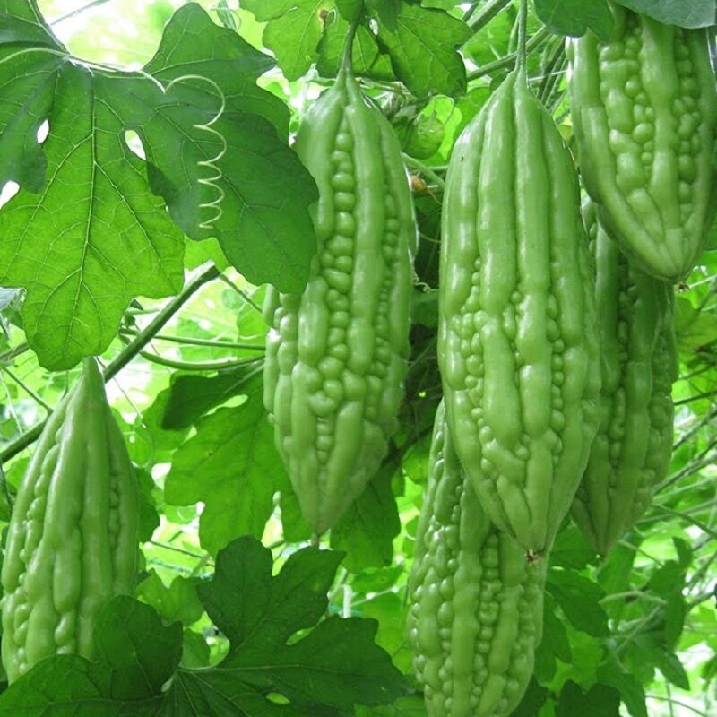 Hạt giống khổ qua trái ngắn SN