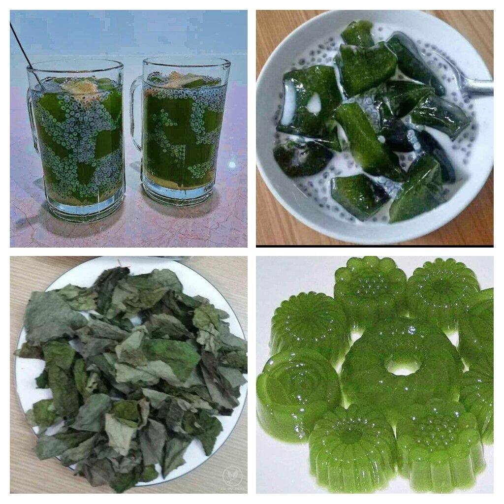 lá sương sâm khô
