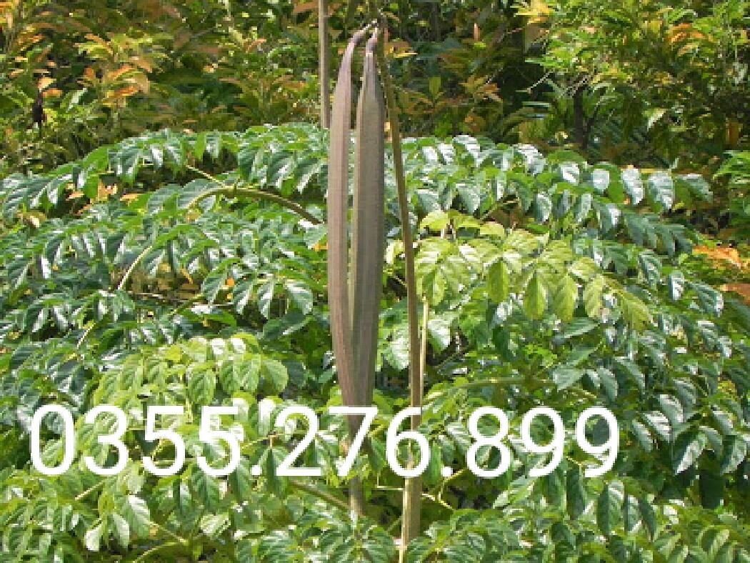 Lá núc nác tươi 1kg lh 0355.276.899