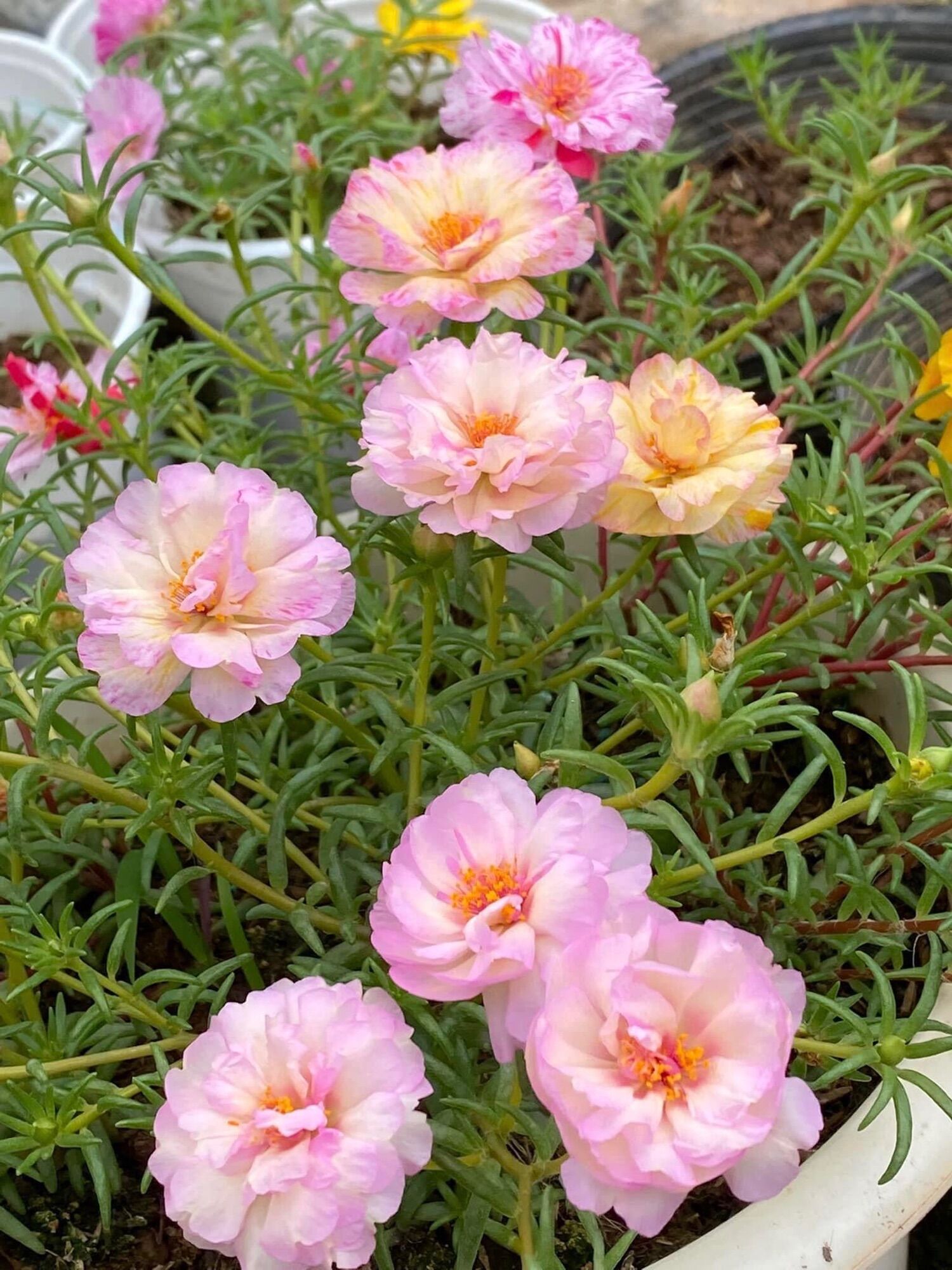 Hoa mười giờ(1 bó 10 cây)
