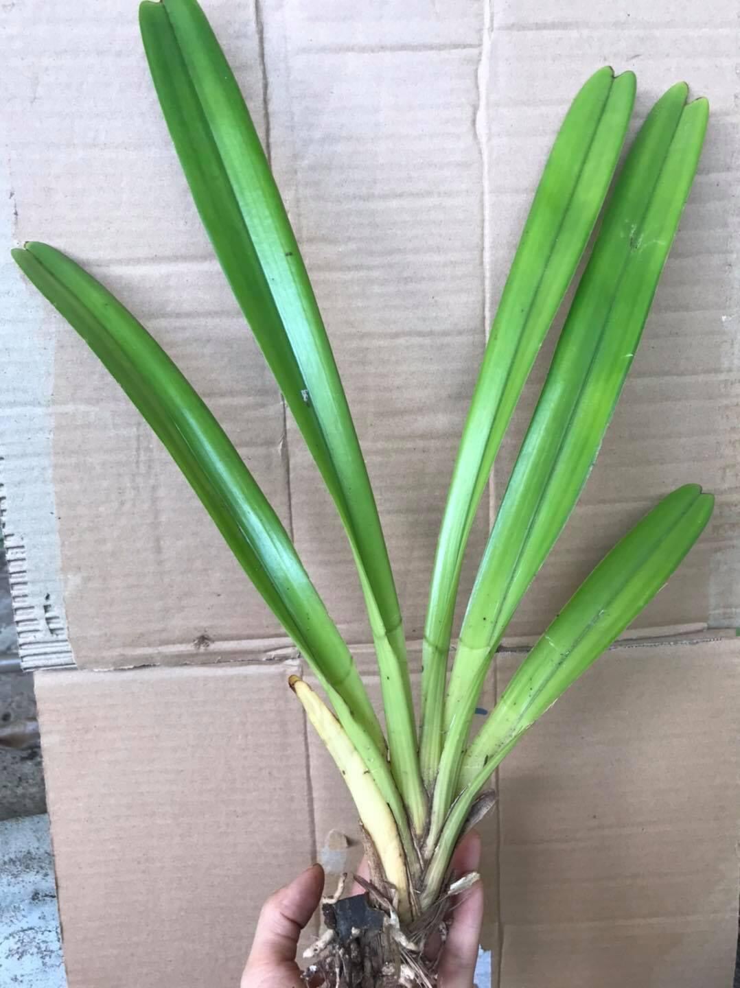 hoa lan kiếm thái
