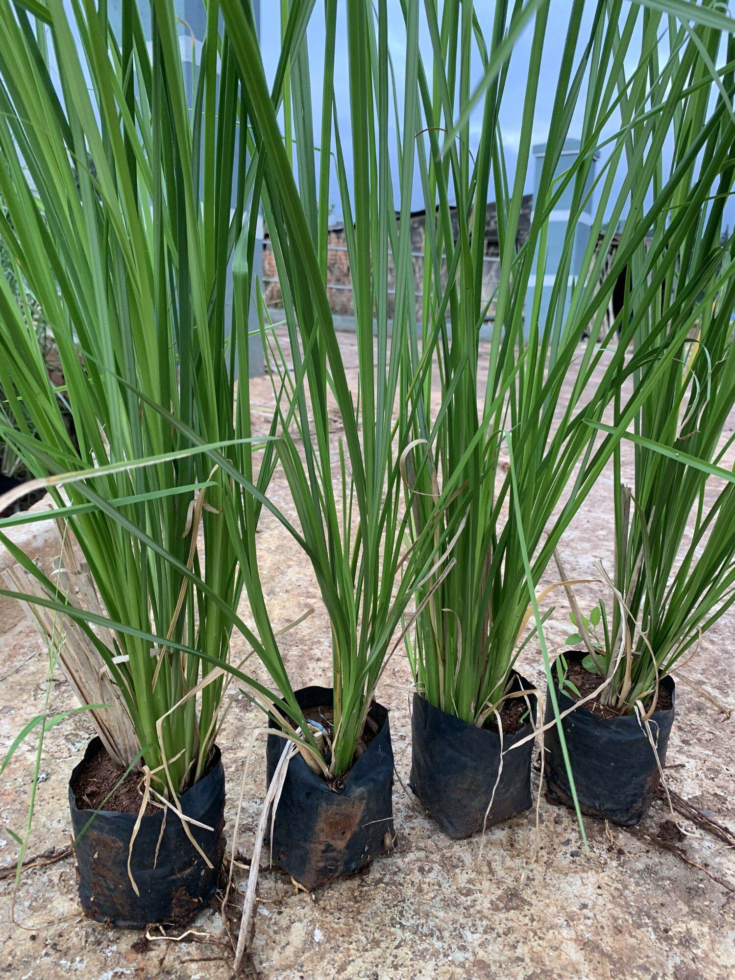 Cỏ Vetiver