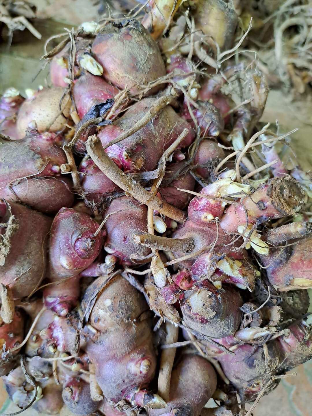 2kg củ giống sâm đất lào cai chính xác ở vùng y ý
