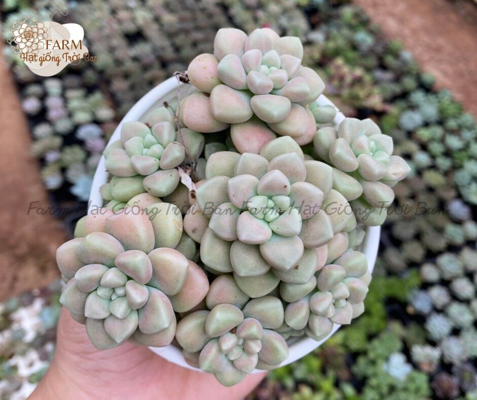 Sen đá random size trung bình “hạt dẻ’’ 9-12cm 🏺mua nhiều chọn khác loại 🌈