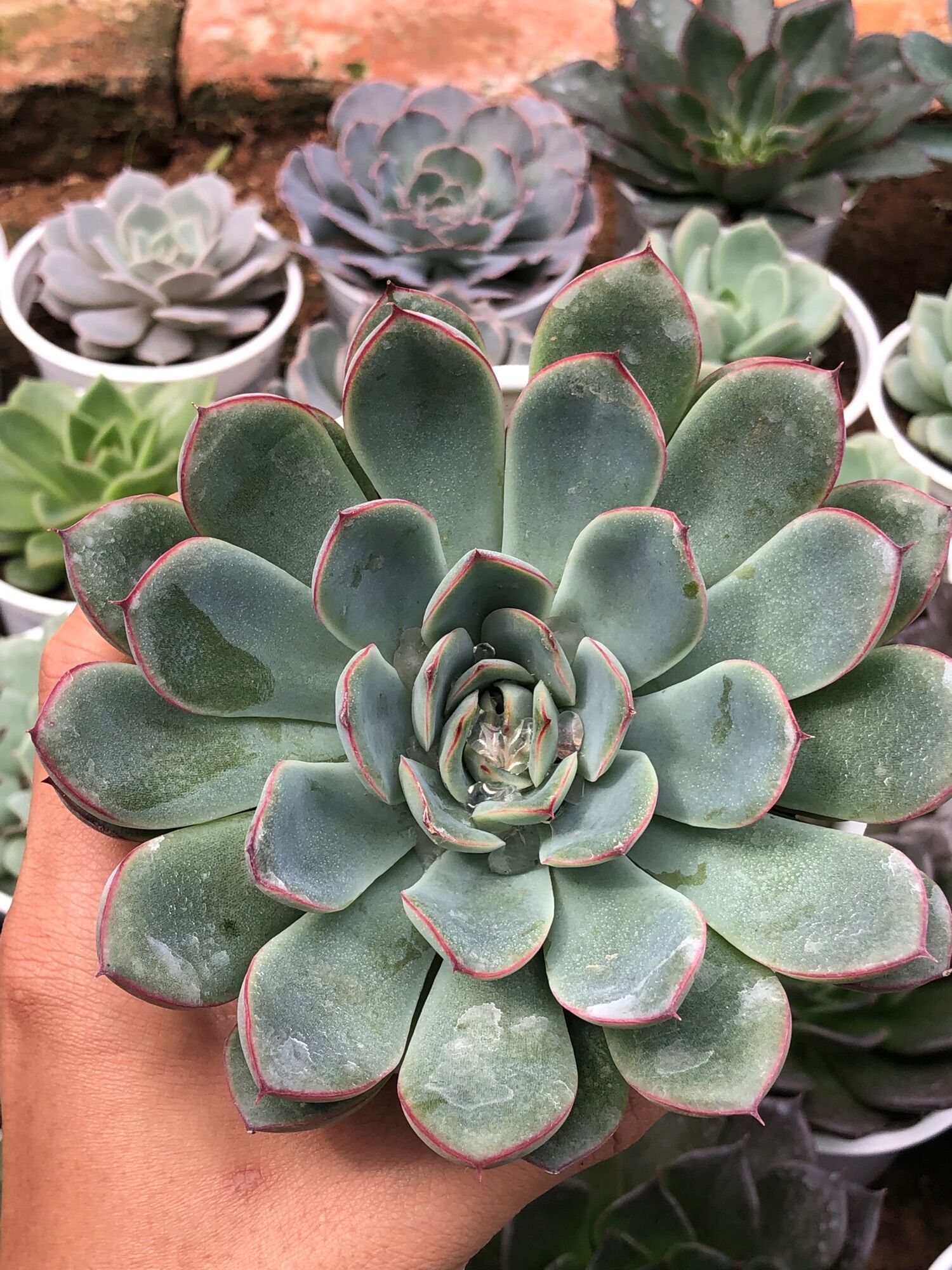 SEN ĐÁ VIỀN HỒNG 😍😍😍 SIZE TRUNG 😍😍😍 XUẤT VƯỜN ĐÀ LẠT😍😍😍 ĐÃ THUẦN KHÍ HẬU