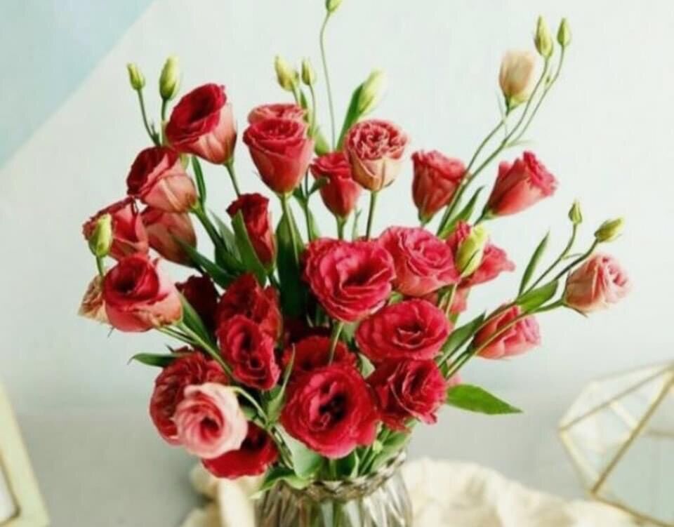 Hạt giống hoa cát tường hoa Tết