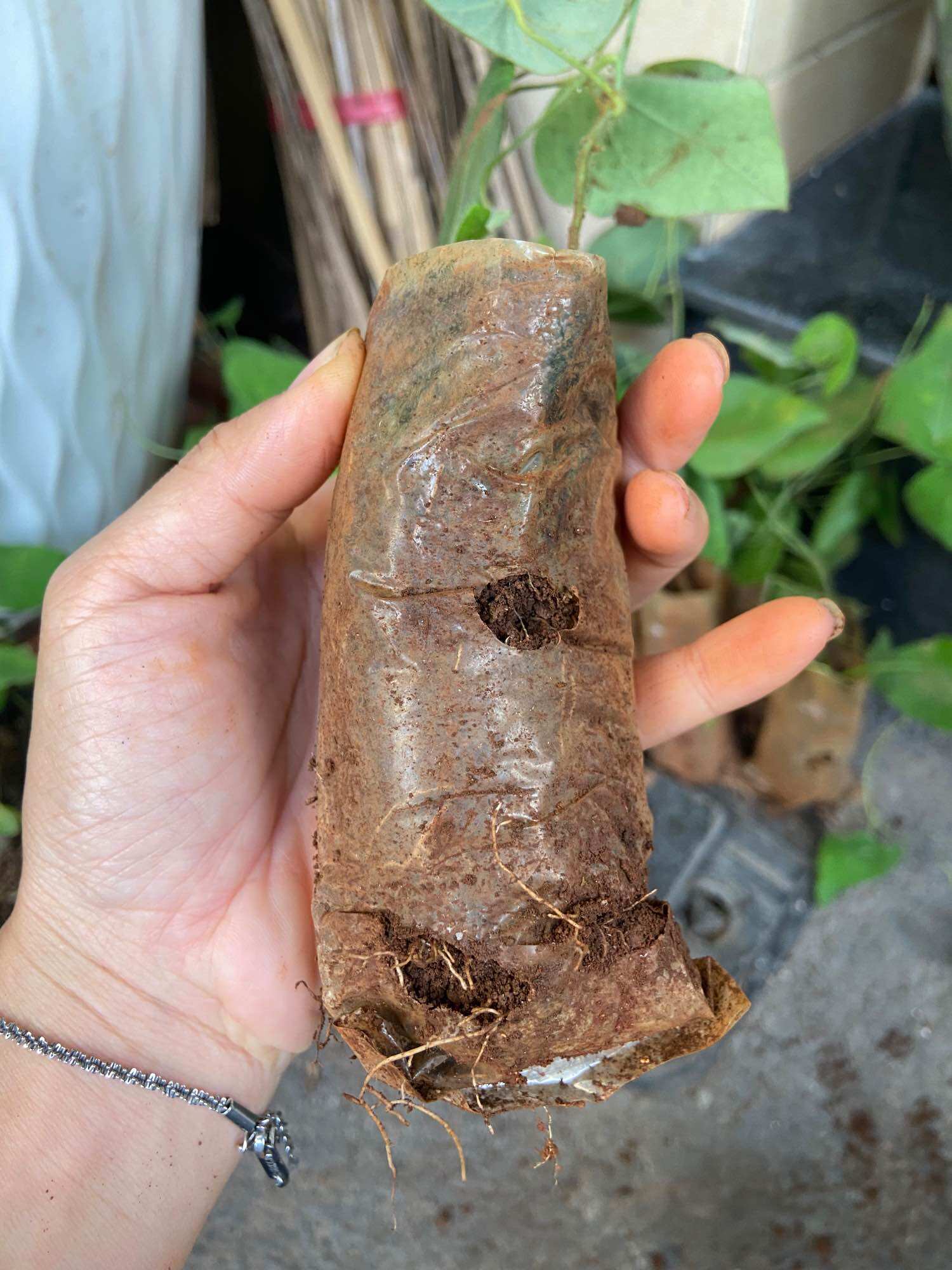 Cây giống sương sâm lông củ. Rễ nhiều