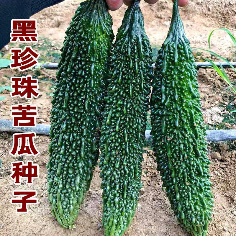 HẠT GIỐNG MƯỚP ĐẮNG GAI ENCHANT