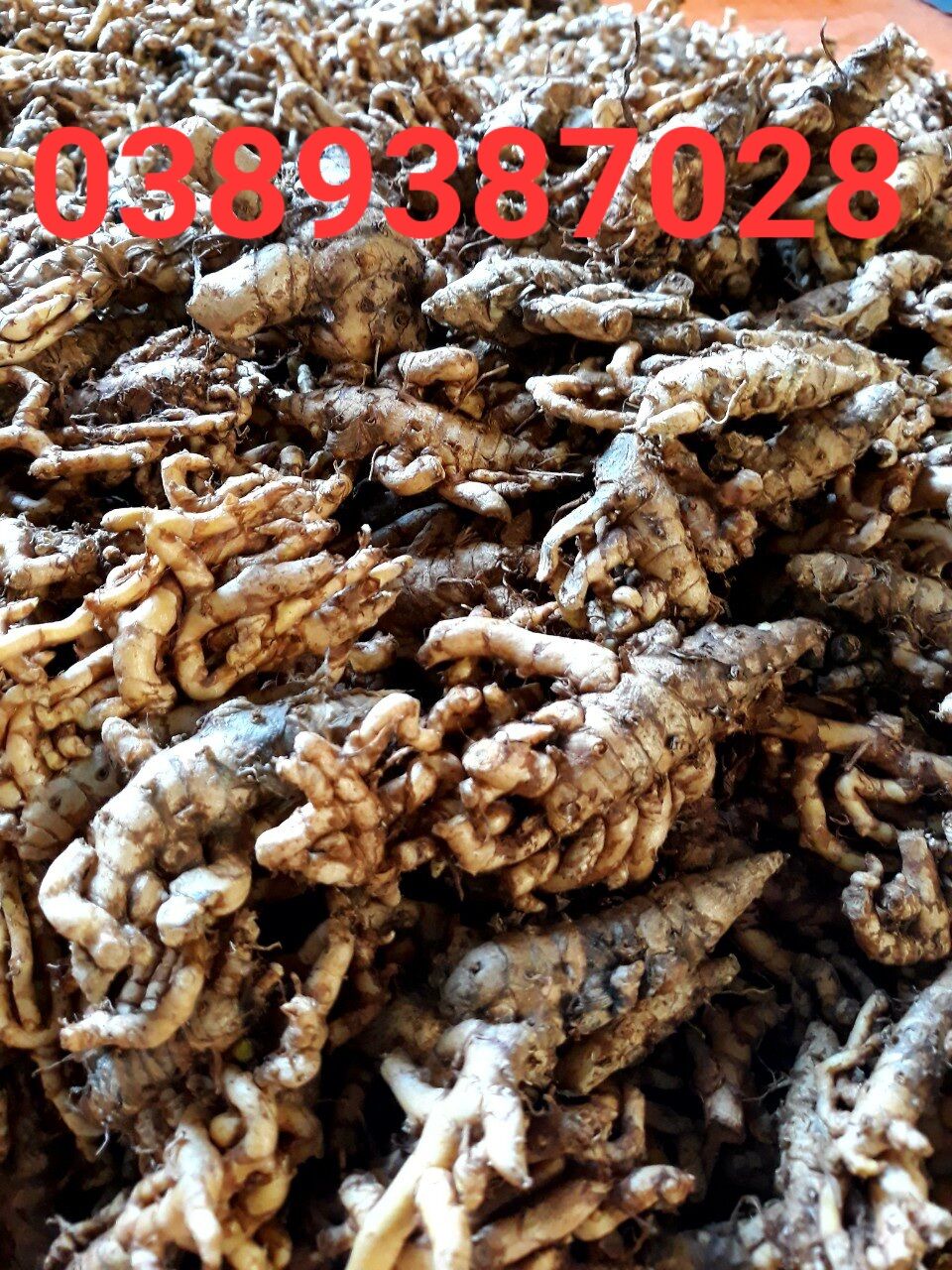 100g nghệ bọ cạp