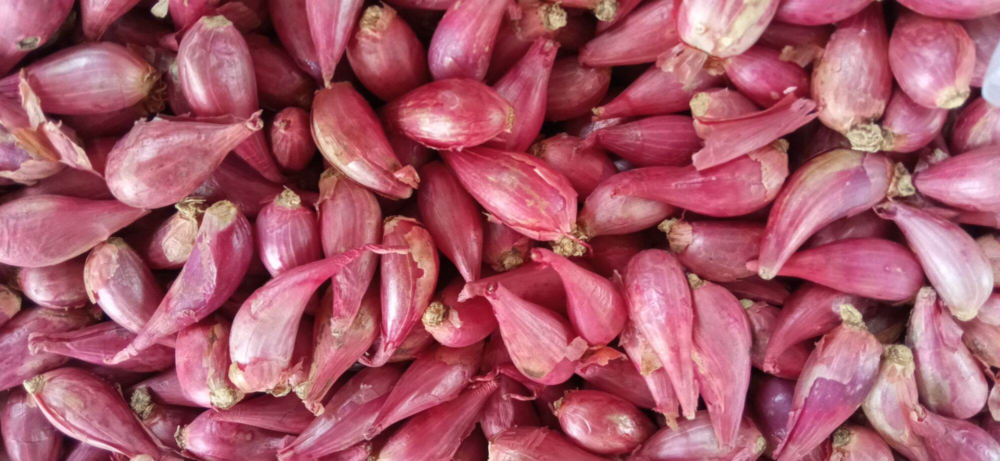 Combo 3kg hành Ninh Thuận vừa củ