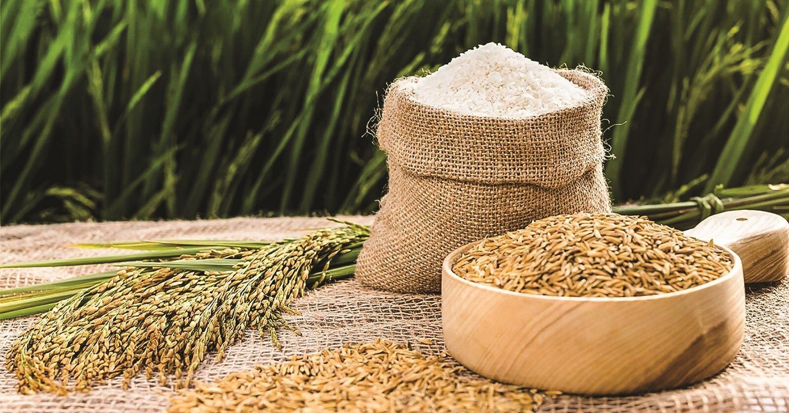 Gạo thái hồng túi 5kg.