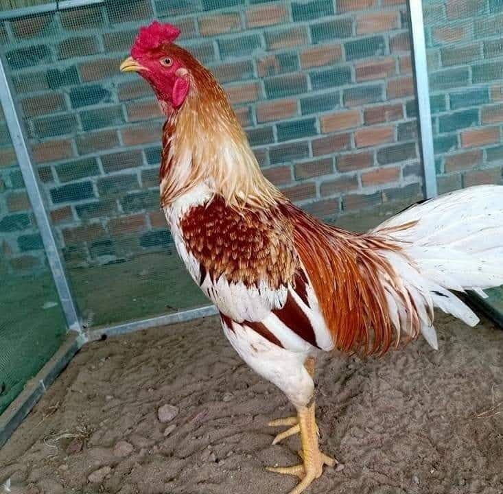 Trứng gà giống . 10 trứng gà nòi .ấp nở con giống .tặn thêm 2 trứng .