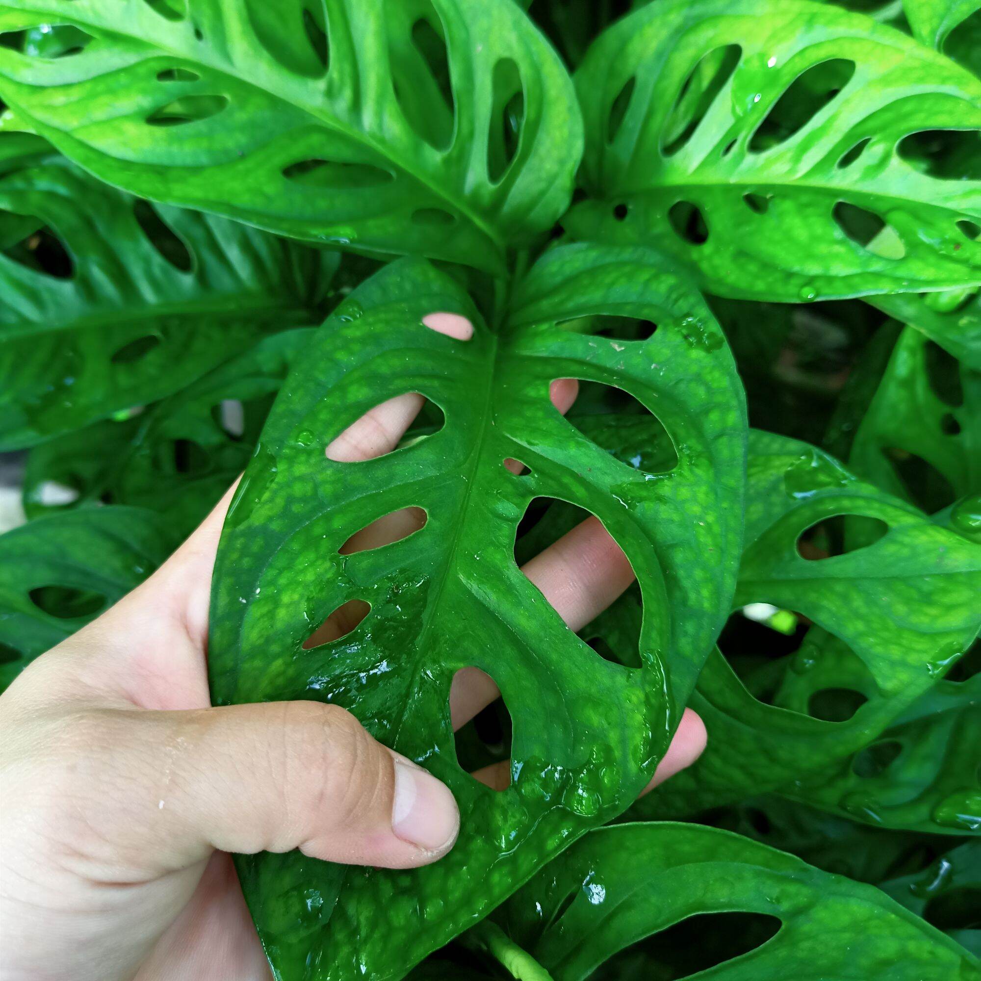 Cây trầu bà lỗ - Trầu bà cửa sổ - Summer Garden
