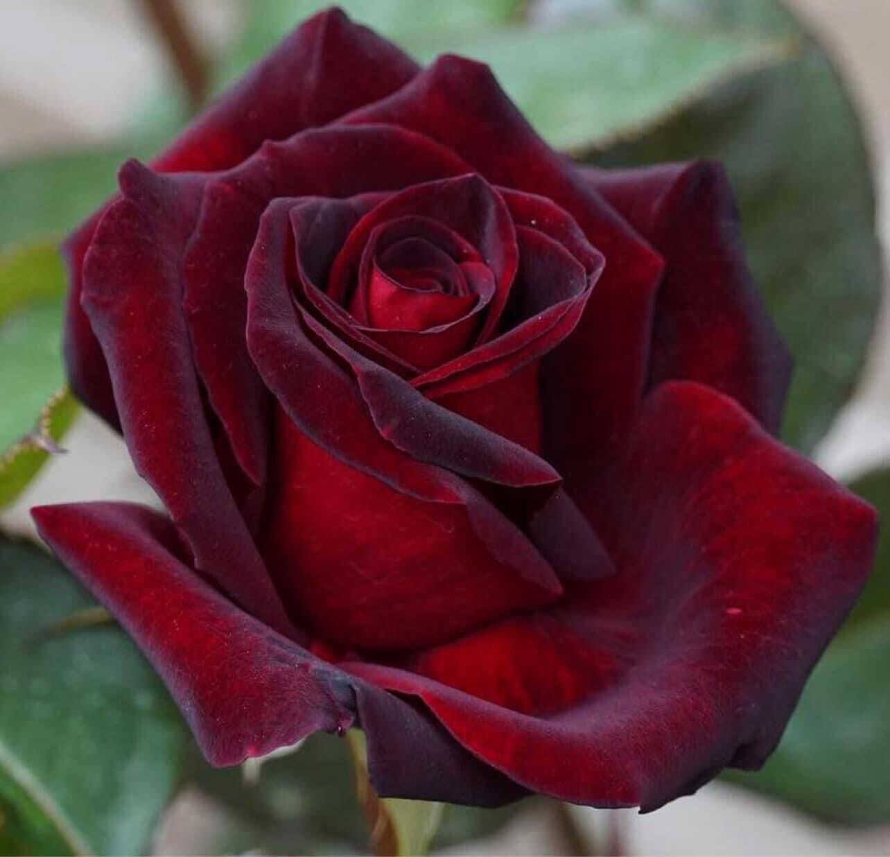 Hoa hồng cổ nhung nb rose