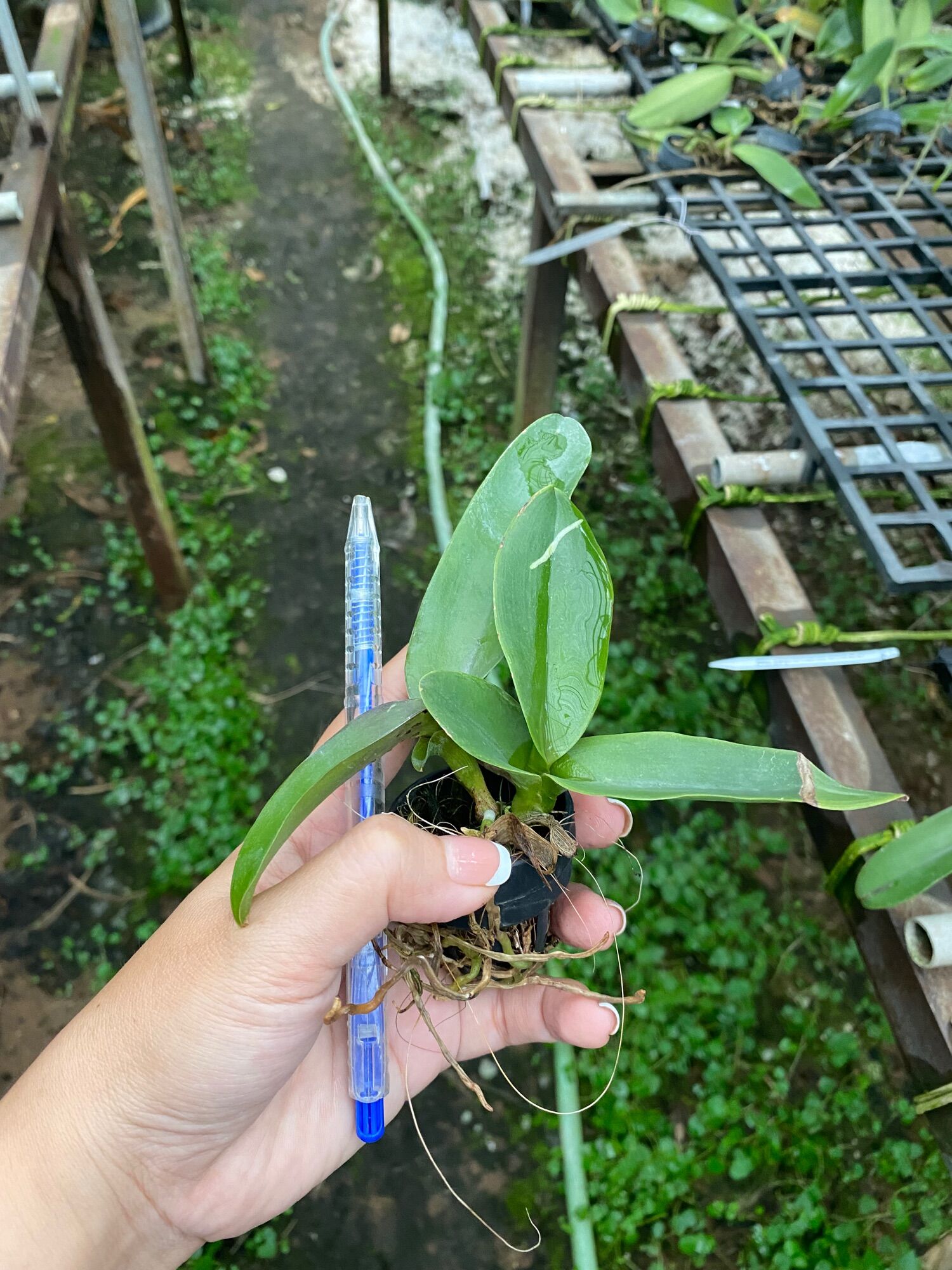 [HCM]TNX28 - Hoa Lan Cattleya Rlc Nakornchaisri Red - cây giống