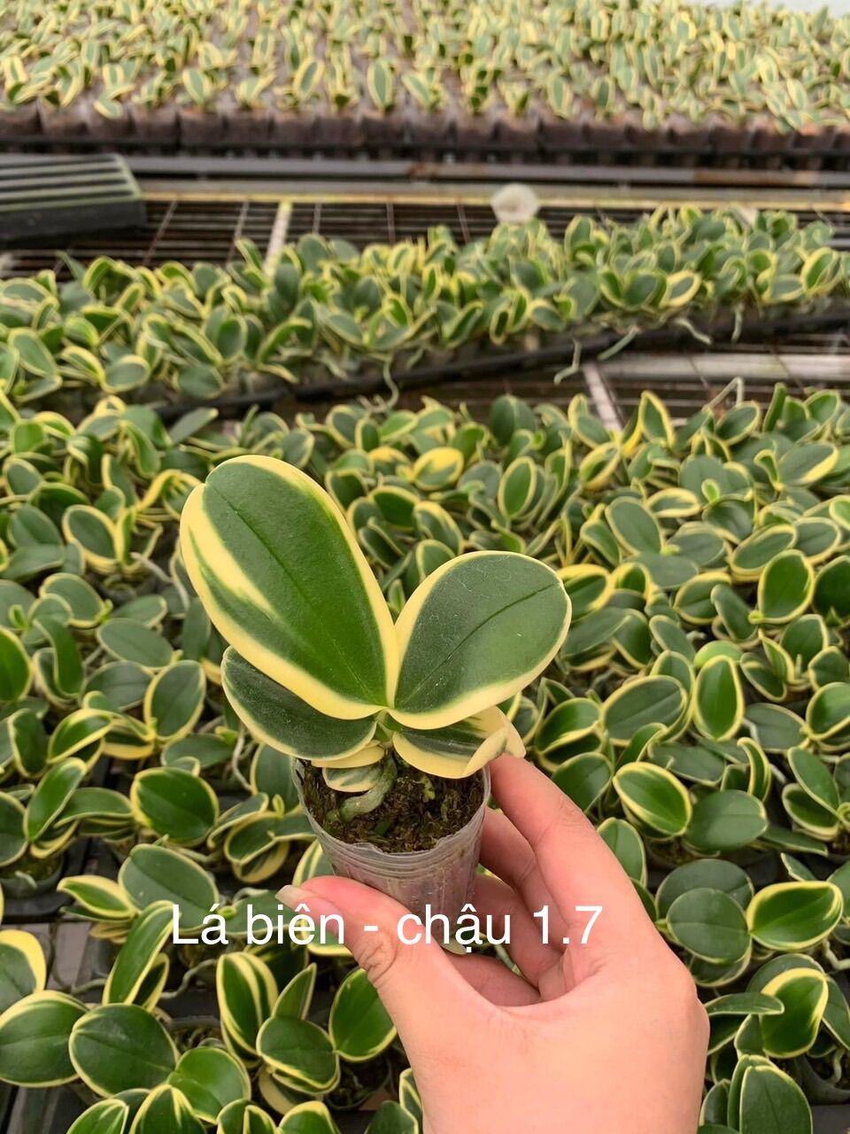 Hồ Điệp Lá Biên - Lá Phát Tài