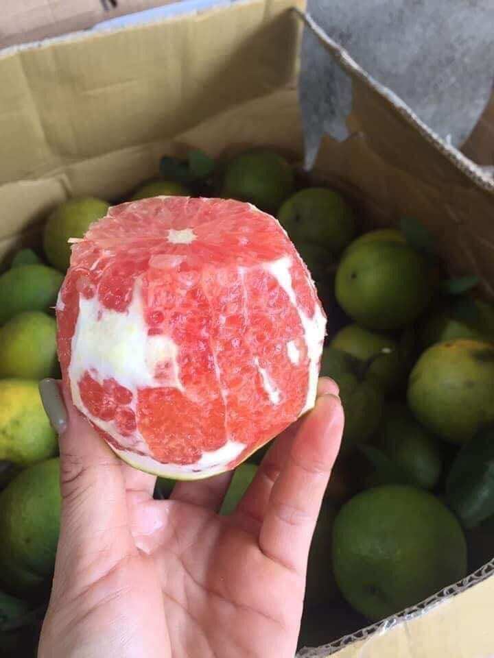 ( CÂY GIỐNG) cam đỏ cara